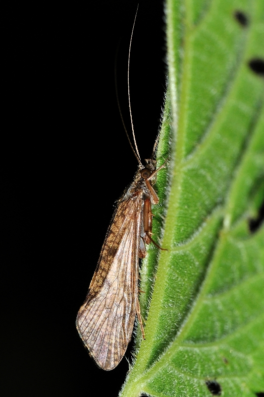 Odontocerum albicorne e Hydropsyche sp.